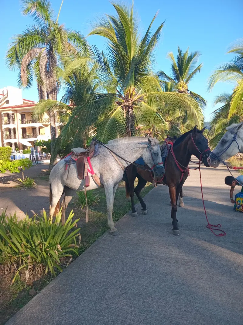 Horses and riders on a palm-lined path before the tour