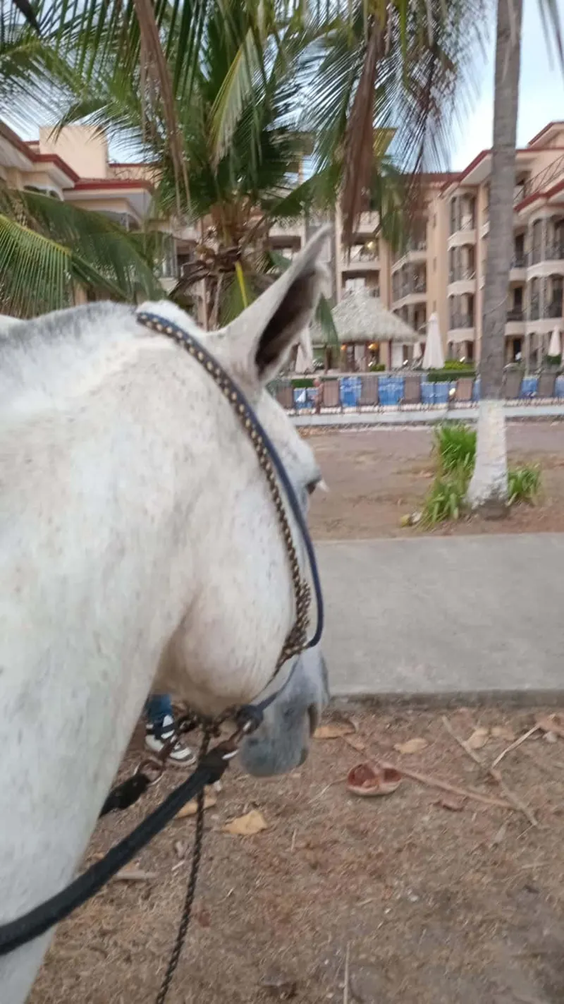 A white horse walking past palm trees and a thatched palapa at the ranch in Jacó