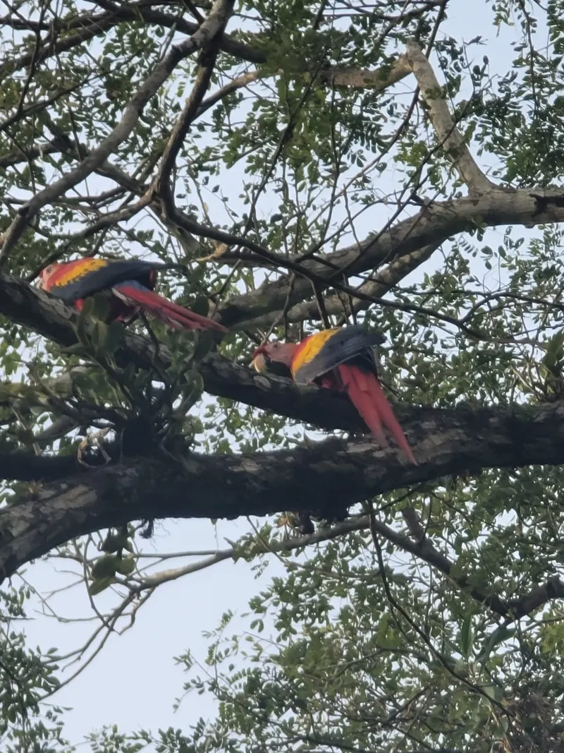 Two scarlet macaws perched in the jungle near Jacó